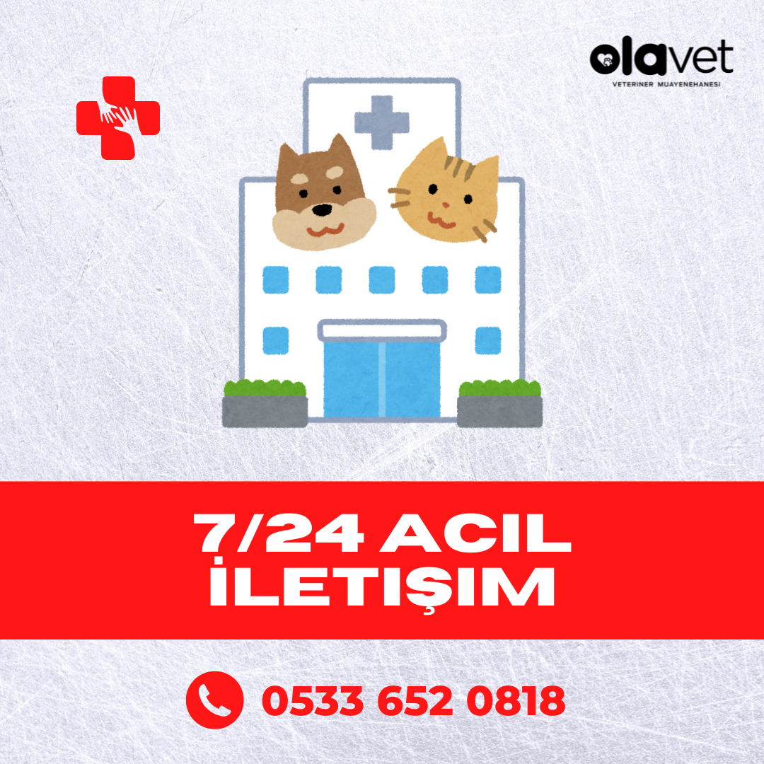 Kadikoy-7-24-Acil-Veteriner-Klinigi