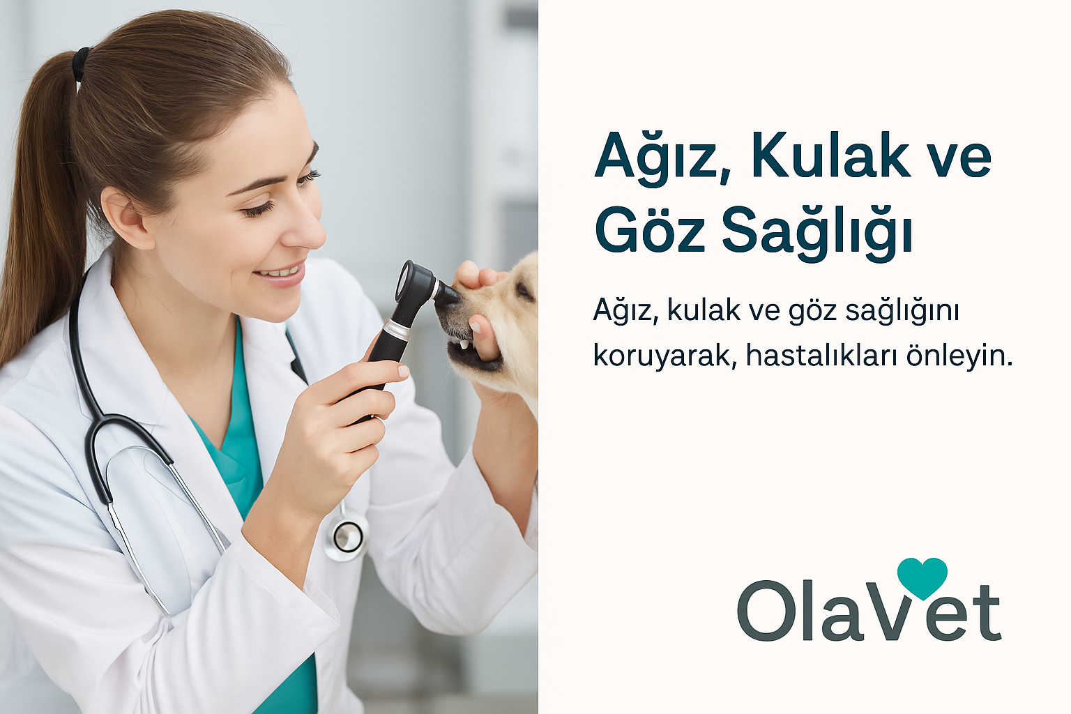 OlaVet Veteriner Kliniği – Ağız, Kulak ve Göz Sağlığı Hizmetleri