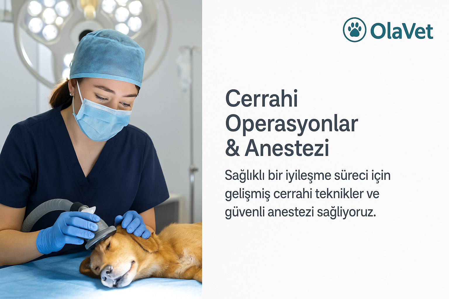 OlaVet Veteriner Kliniği – Cerrahi Operasyonlar ve Anestezi Hizmetleri