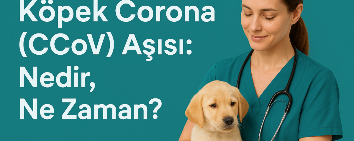 Köpek Corona (CCoV) aşısı – nedir, ne zaman yapılır? | OlaVet Kadıköy