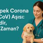 Köpek Corona (CCoV) aşısı – nedir, ne zaman yapılır? | OlaVet Kadıköy