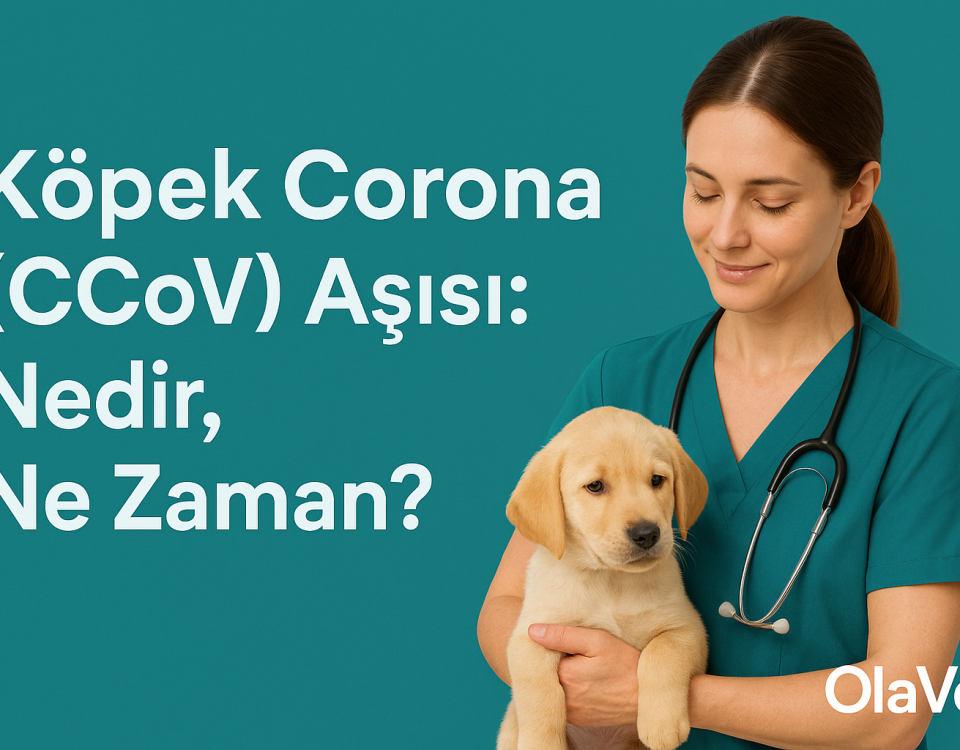 Köpek Corona (CCoV) aşısı – nedir, ne zaman yapılır? | OlaVet Kadıköy