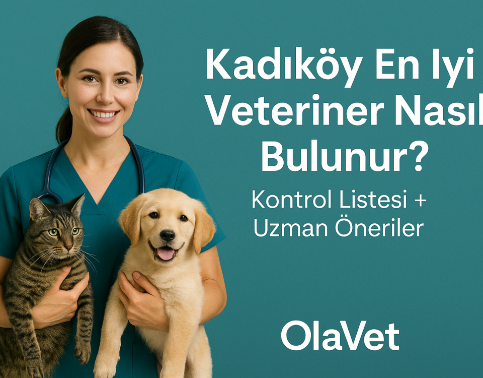 Kadıköy en iyi veteriner nasıl bulunur? Kontrol listesi ve uzman öneriler | OlaVet