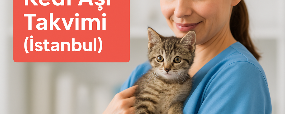 Kedi aşı takvimi İstanbul – hangi aşı ne zaman yapılır? | OlaVet Kadıköy