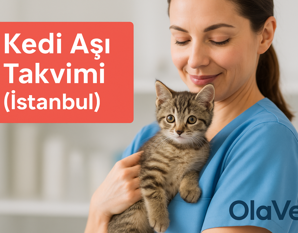 Kedi aşı takvimi İstanbul – hangi aşı ne zaman yapılır? | OlaVet Kadıköy