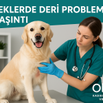 Köpeklerde deri problemleri ve kaşıntı için OlaVet’te veteriner muayenesi