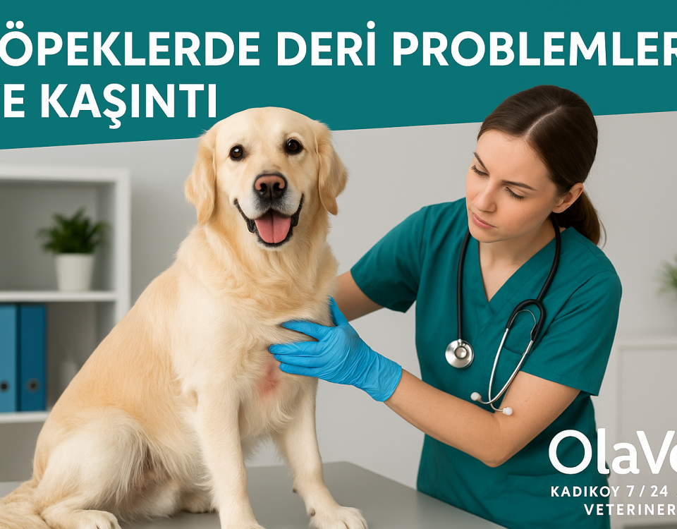 Köpeklerde deri problemleri ve kaşıntı için OlaVet’te veteriner muayenesi