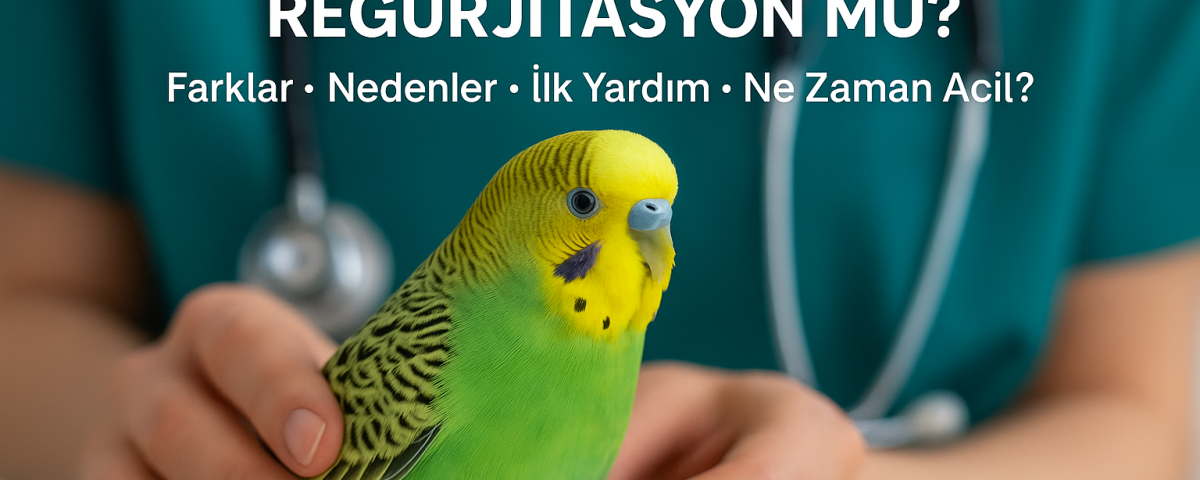 Muhabbet kuşlarında kusma ve regürjitasyon farkları – OlaVet kuş veterineri değerlendirmesi
