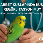 Muhabbet kuşlarında kusma ve regürjitasyon farkları – OlaVet kuş veterineri değerlendirmesi