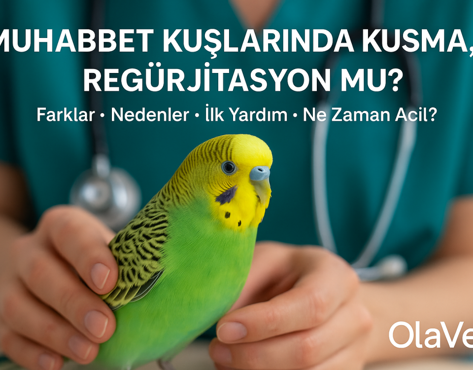 Muhabbet kuşlarında kusma ve regürjitasyon farkları – OlaVet kuş veterineri değerlendirmesi