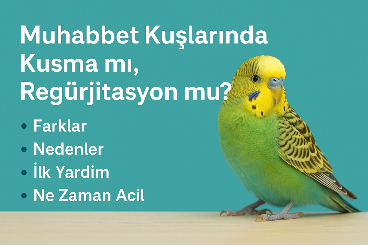 Muhabbet kuşunda regürjitasyon davranışı ve kusmadan ayrımını gösteren bilgilendirici görsel