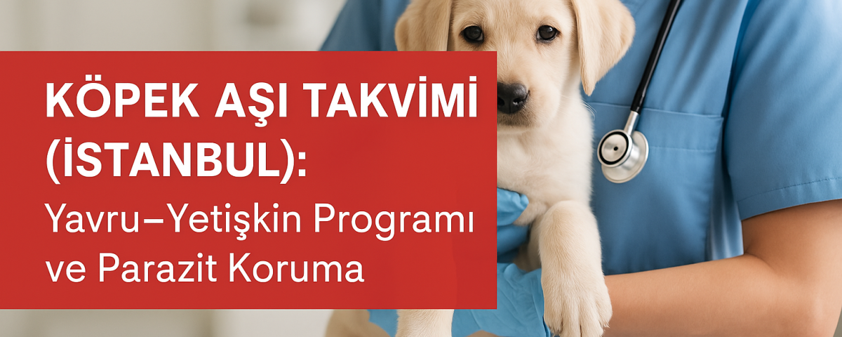 Köpek aşı takvimi İstanbul — yavru–yetişkin programı ve parazit koruma | OlaVet Kadıköy