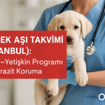 Köpek aşı takvimi İstanbul — yavru–yetişkin programı ve parazit koruma | OlaVet Kadıköy