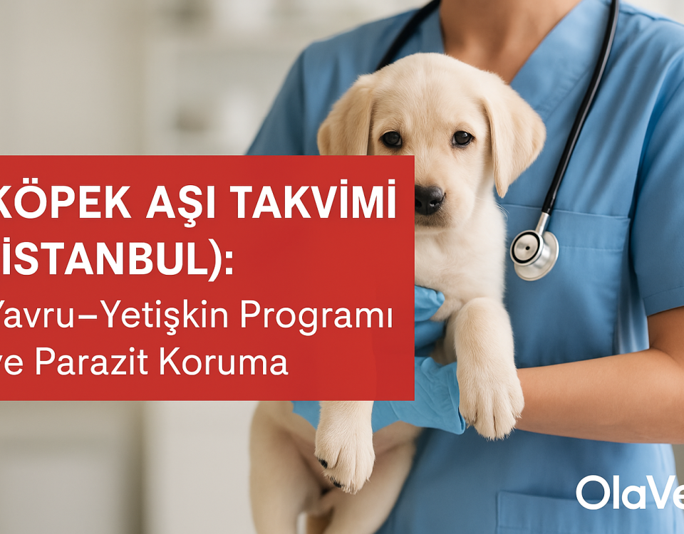Köpek aşı takvimi İstanbul — yavru–yetişkin programı ve parazit koruma | OlaVet Kadıköy