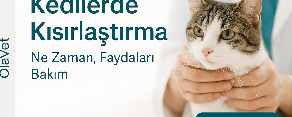 Kadıköy OlaVet’te kedilerde kısırlaştırma – güvenli cerrahi ve bakım