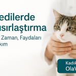 Kadıköy OlaVet’te kedilerde kısırlaştırma – güvenli cerrahi ve bakım