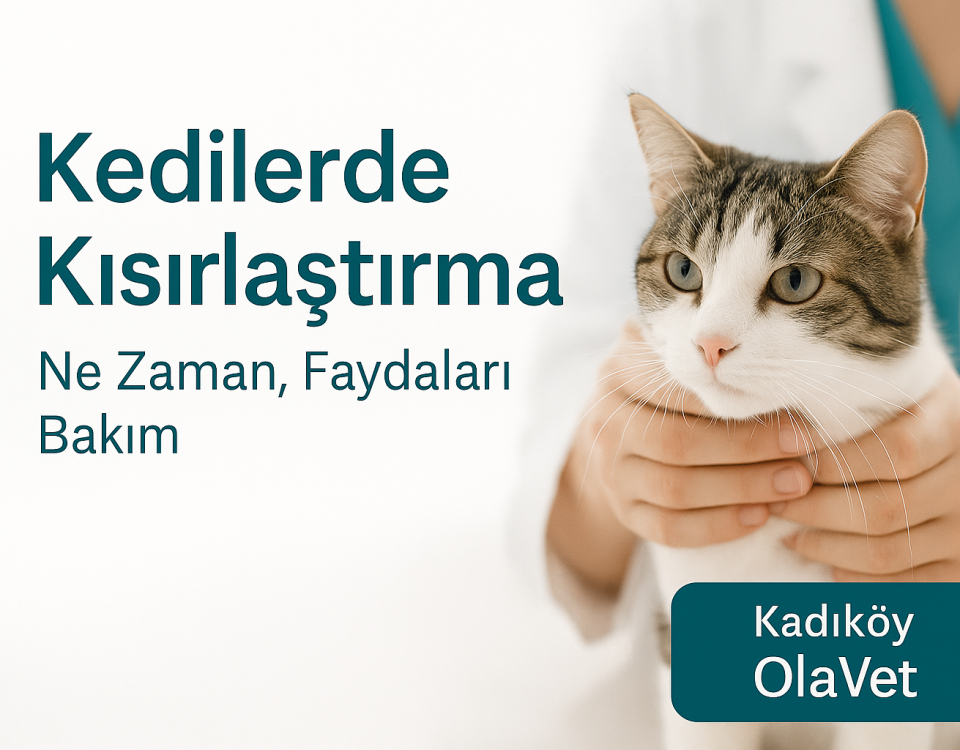 Kadıköy OlaVet’te kedilerde kısırlaştırma – güvenli cerrahi ve bakım