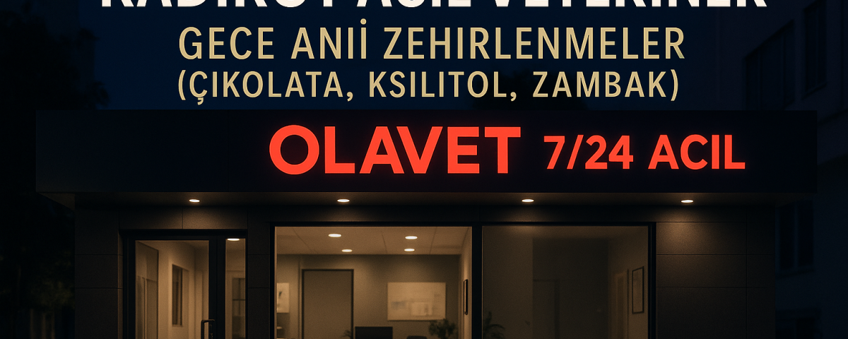Kadıköy acil veteriner – gece çikolata, ksilitol, zambak zehirlenmesi için 7/24 OlaVet