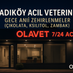 Kadıköy acil veteriner – gece çikolata, ksilitol, zambak zehirlenmesi için 7/24 OlaVet