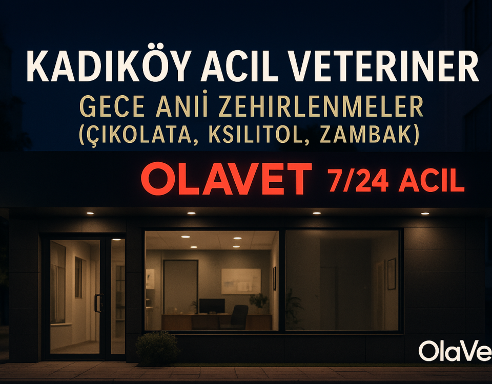 Kadıköy acil veteriner – gece çikolata, ksilitol, zambak zehirlenmesi için 7/24 OlaVet