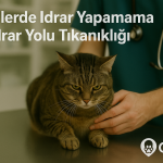 Veteriner muayene masasında karnı muayene edilen mutsuz görünümlü tekir kedi ve yanında stetoskoplu veteriner hekim